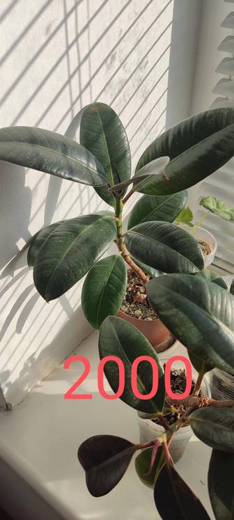 Комнатные растения