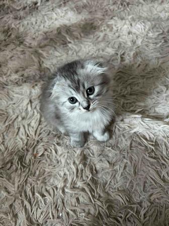 отдам котят, в ответственные и любящие руки!