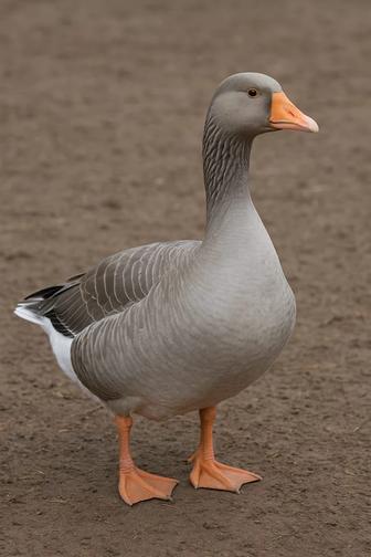 Покупаем серого гусака