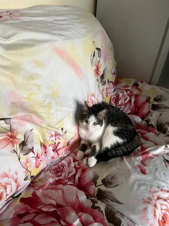 Отдам котика в добрые руки