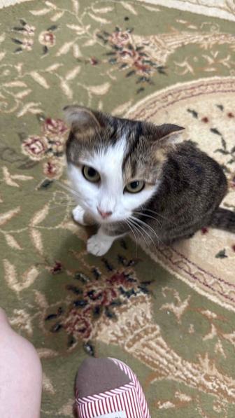 Кошку отдам в хорошие руки