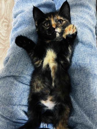 Котенок в ответственные руки