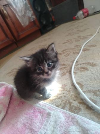 Отдам котят