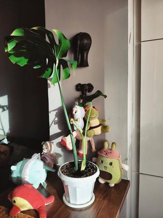 Продам комнатные цветы