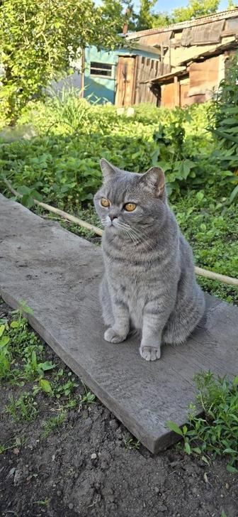 Кошку в добрые руки срочно