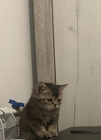 Отдам котенка