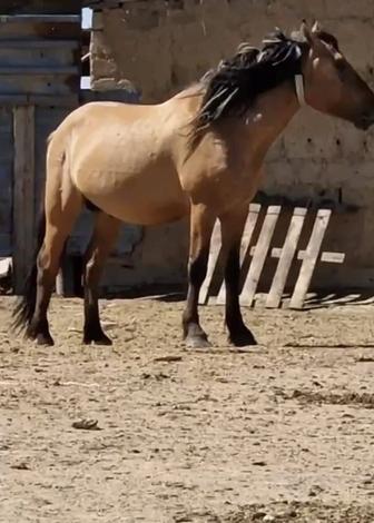 Мясник(қасапшы)