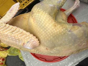 Домашний Индейки