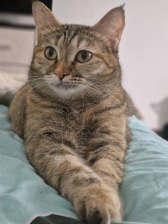 Кошка