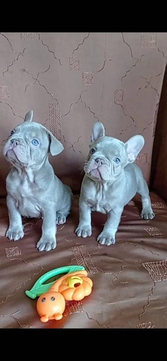 Продам щенков французского бульдога