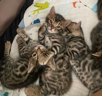 Бенгальские котята на продажу
