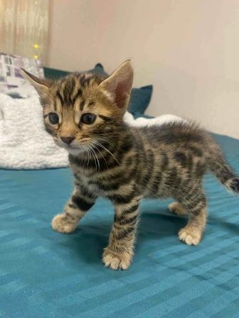 Бенгальские котята на продажу