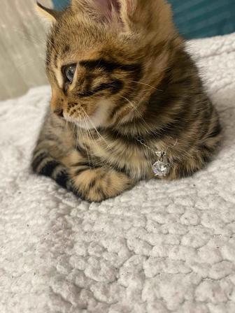 Бенгальские котята на продажу