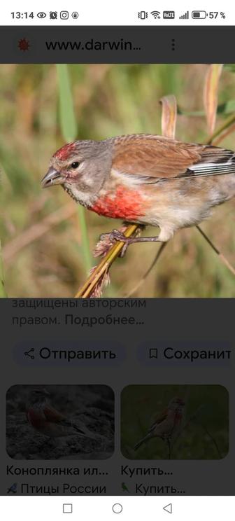 Птицы певчие почти домашние