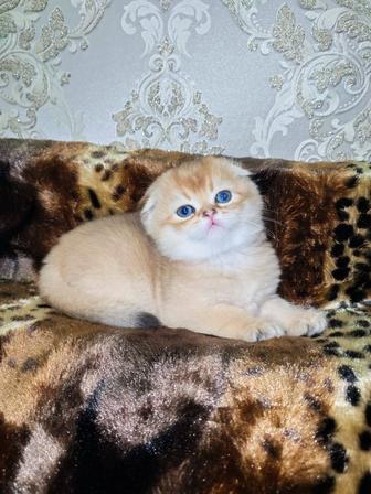 Золотая шиншилла котята