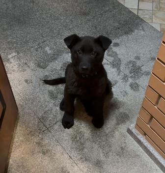 Немецкая овчарка