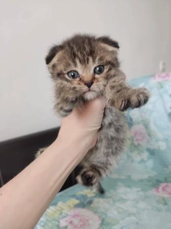 Вислоухие котята