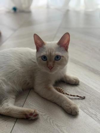 Котенок Лаки 6 месяцев