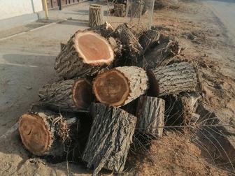 Разпиливаю деревья. Цена договорная. Тал кесемін. Бағасы келісім бойынша.