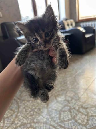 В добрые руки котята