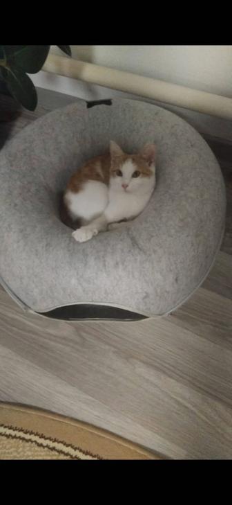 Котенок в дар