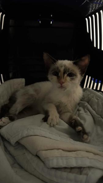 продам котенка