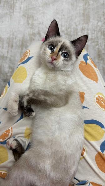 продам котенка