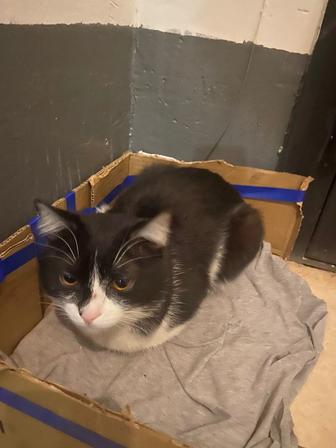 Кот в добрые руки