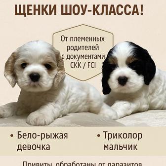 Американский кокер-спаниель щенки шоу-класса!