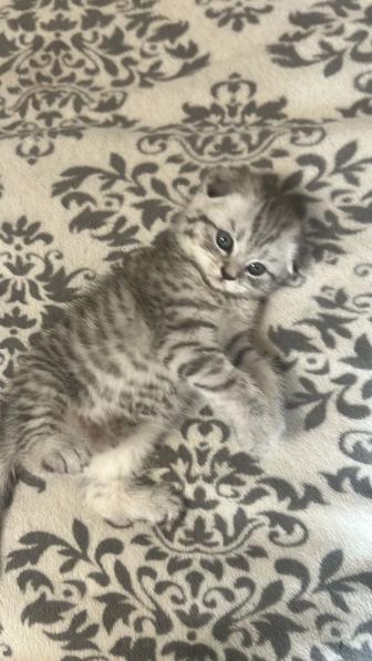 Котята