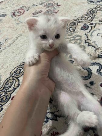Котенок