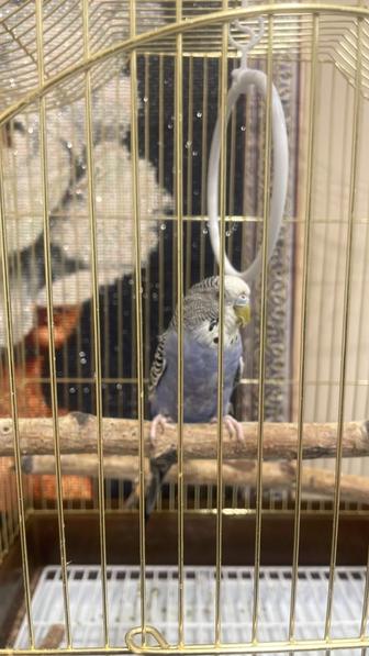 Продам попугая в хорошие руки