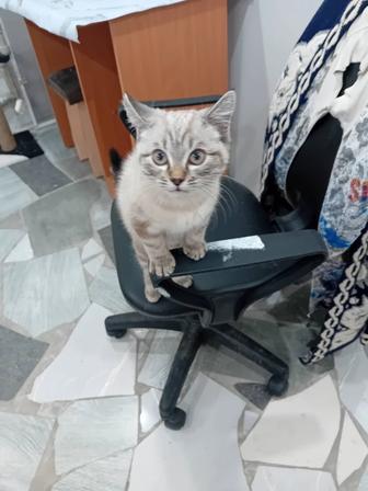 Отдам котенка в хорошие добрые руки