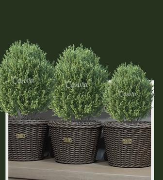 Комплекты кашпо из ротанга