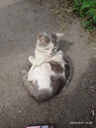 Отдам котёнка мальчика