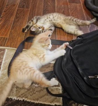 Отдам котят в добрые руки