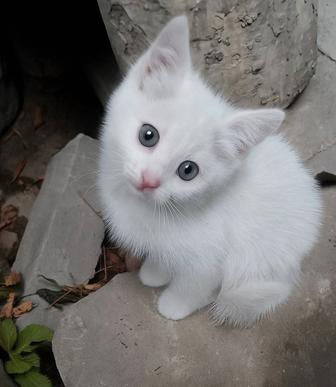 Беленький котик 2 месяца