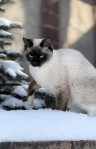 Тайские королевские (сиамские) котята