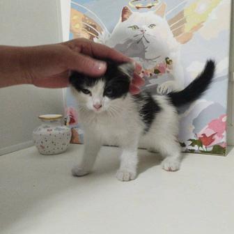 Отдам котенка
