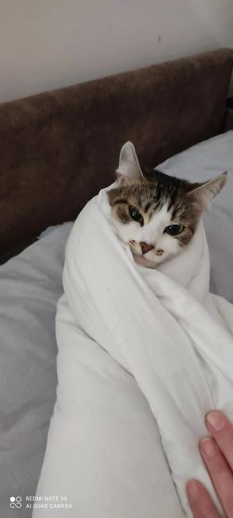 Отдам в добрые и ответственные руки кошечку.