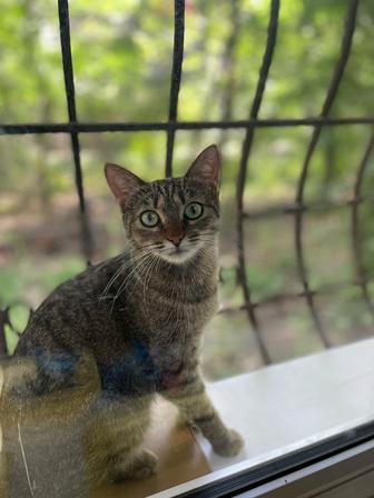 Отдам кошечку в любящие руки