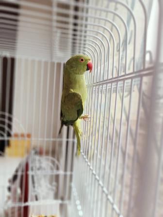 Индийский колчатый попугай