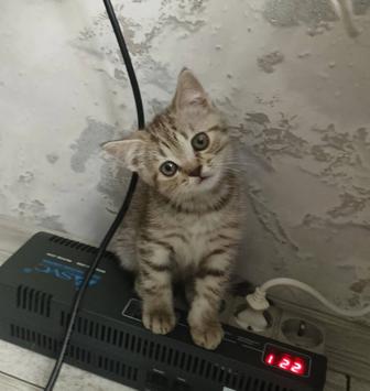 Котенок продается