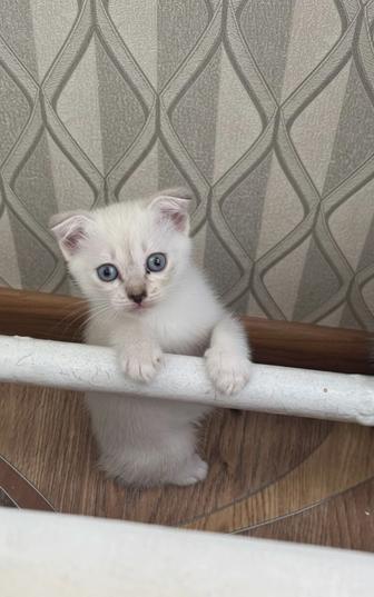 Шотландец котенок бесплатно, в добрые руки