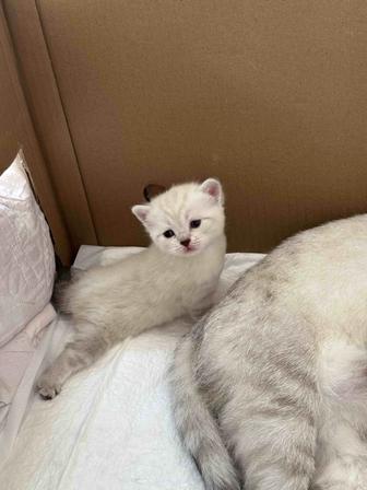 котята с документами