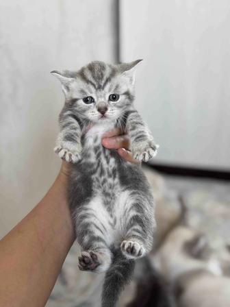 котята с документами