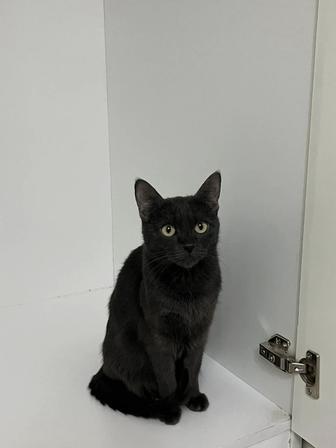 Отдам кошку в хорошие руки