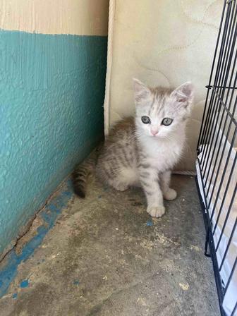 Отдам котят в добрые руки!