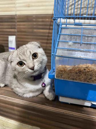 Продается котенок