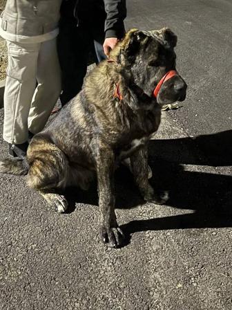 Вязка алабаев